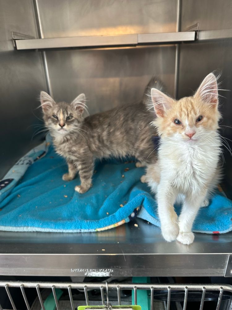 A photo of a pair of fluffy kittens in a quarantine kennel. The orange and white boy is standing at the front and his dilute tortie sister is standing behind him.