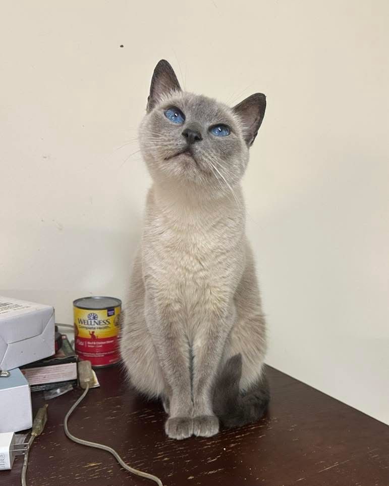 A lilac point cat sitting on a table. She is looking up at the camera with bright blue eyes and an adorably inquisitive expression.