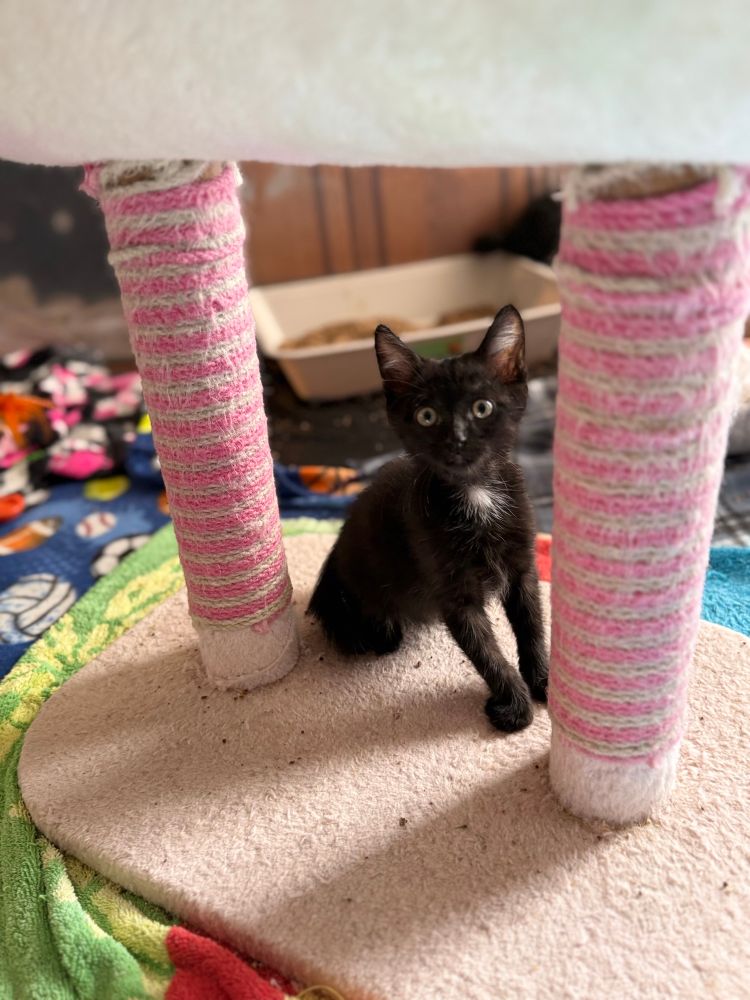 A photo of a little black kitten with a white chest patch sitting on a pink and white dual post cat scratcher.