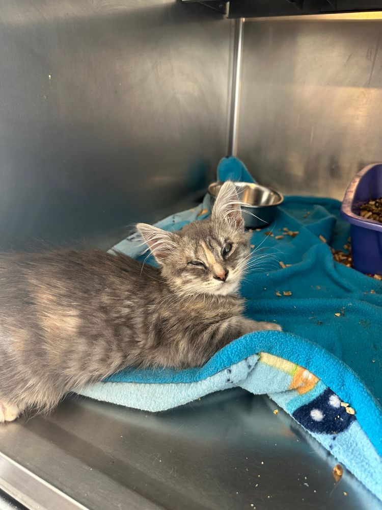 A photo of a fluffy dilute tortie kitten laying in a quarantine kennel.