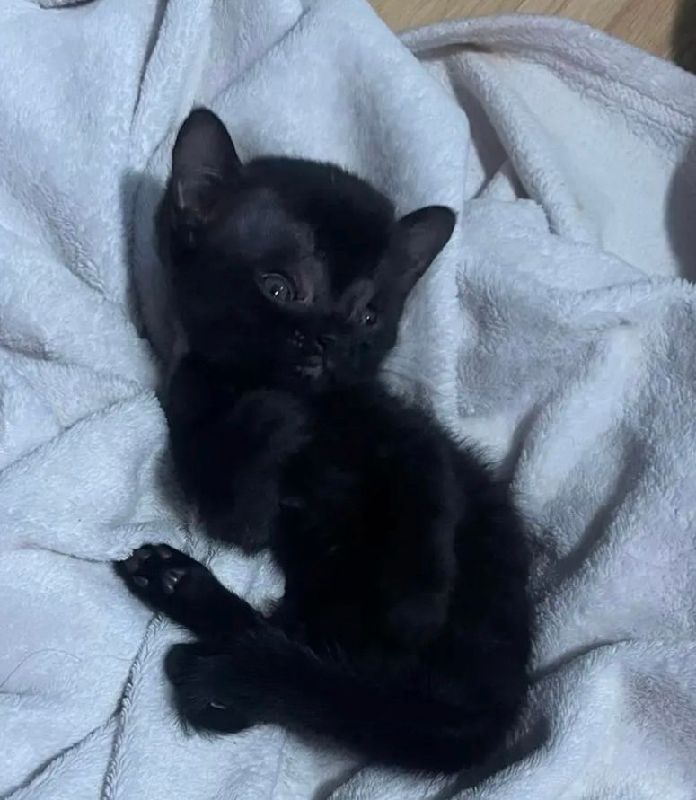 A photo of a tiny black kitten with a very oversized head laying on a white towel. He has one paw curled up under his chin and the fur patten on his forehead makes him look like he has Eddie Munster’s widow’s peak. 