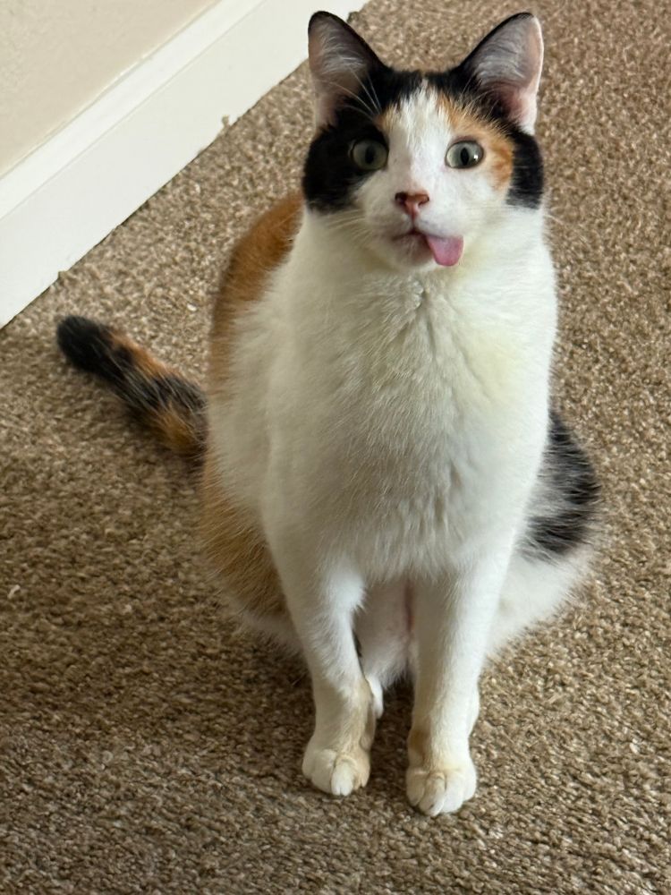 A photo of a petite short haired calico cat sitting on a carpeted floor and looking at the camera with his tongue sticking way out the left side of his mouth.