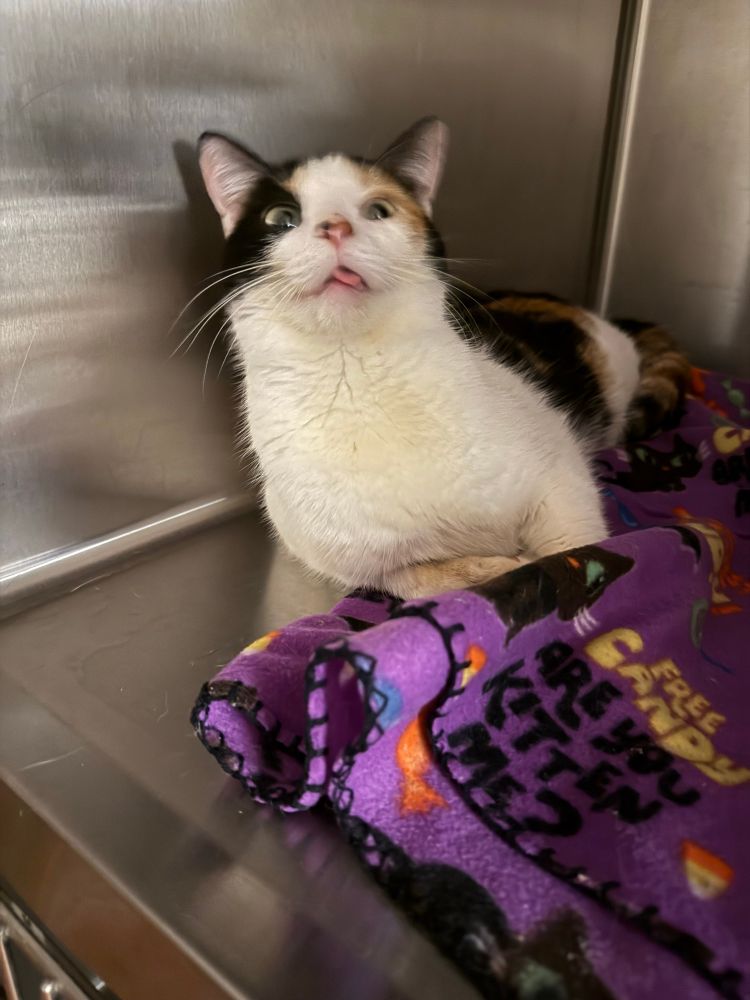 A photo of a shorthaired calico cat in a quarantine kennel. He is laying on a purple Halloween blanket and has his head tilted back, eyes crossed, and tongue out. He looks very silly.