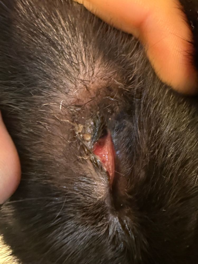 A close up photo of a black cat’s left eye. The lower lid looks relatively intact but the upper eyelid is barely there, and the eye is completely hidden from view by swollen and irritated third eyelid. The fur in the outer edge of the eye appears to wrap around the edge of the eye and into the eye itself.
