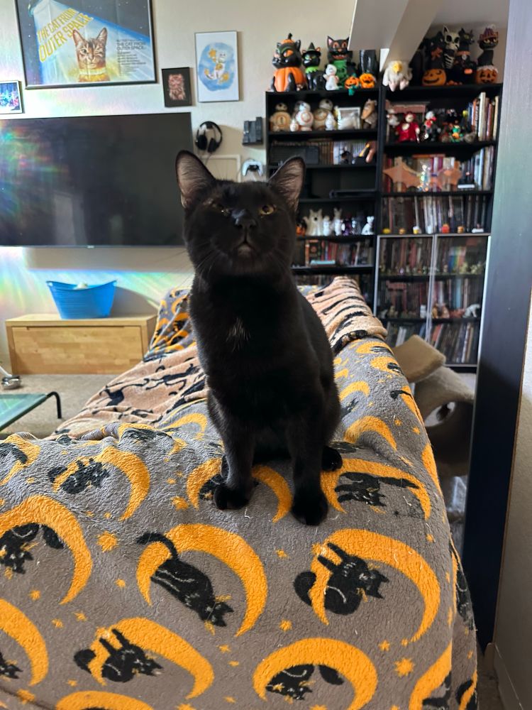 A photo of a short haired black cat sitting on a couch covered in Halloween blankets in a living room. He has a little white spot on his chest.