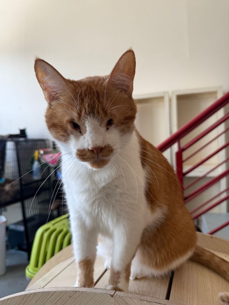 A photo of a shorthaired orange and white tabby cat with a congenital eye condition sitting on some cat furniture.