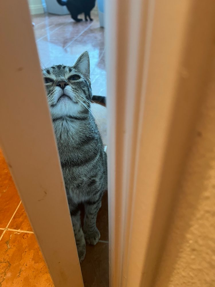 A photo of a tiny brown tabby cat sitting behind a slightly open bathroom door, looking up with an incredibly smug look on her face.