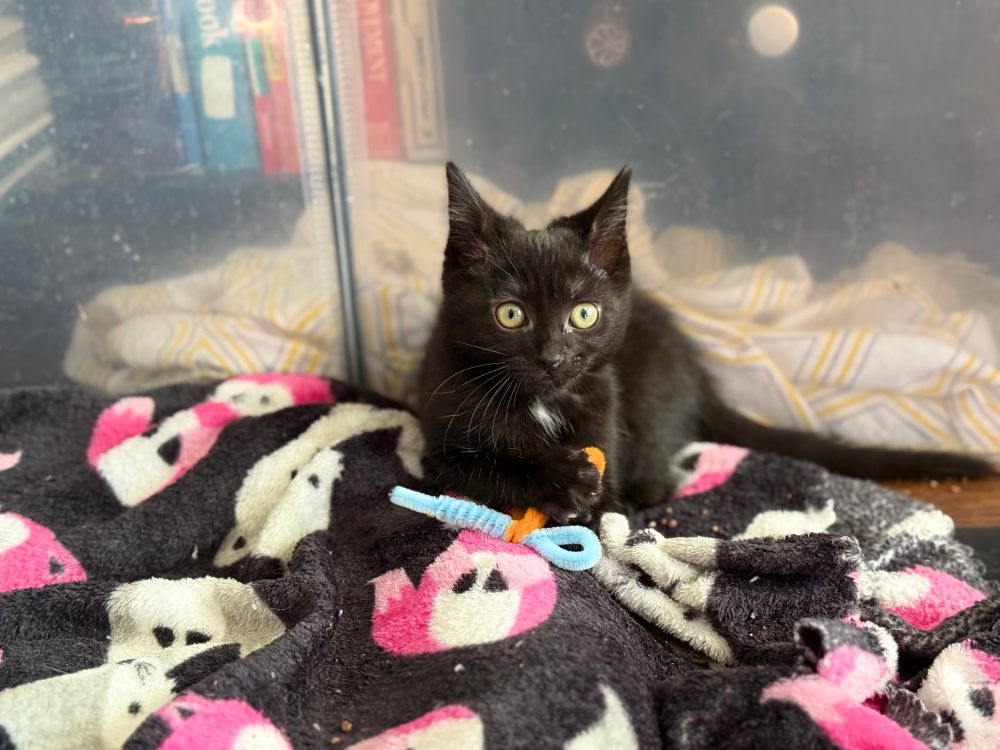 A little black kitten with a white chest spot holding a pipe cleaner toy in a kitten pen.