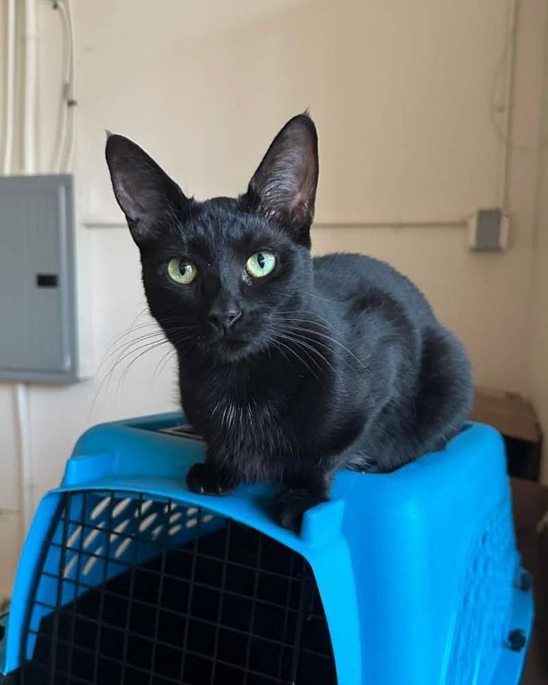 A cute little black cat with bright green eyes and huge slightly tufted ears perched on a blue cat crate.