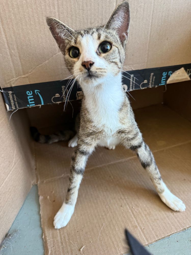 A photo of a short haired brown and white tabby cat doing the typical CH cat triangle stance in a brown cardboard Amazon box.