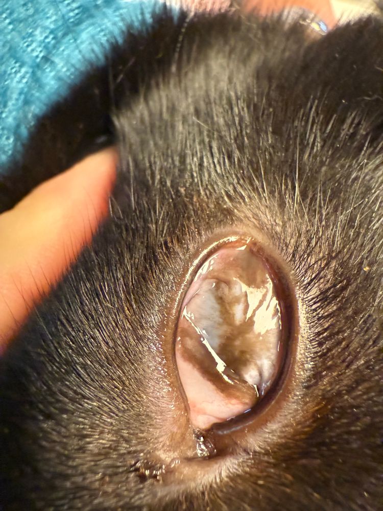 A close up photo of a black cat’s right eye. The inner eyelid and third eyelid are pink and irritated. It’s impossible to distinguish the eye’s original color,  as it’s a sort of muddy grey brown streaked with white.
