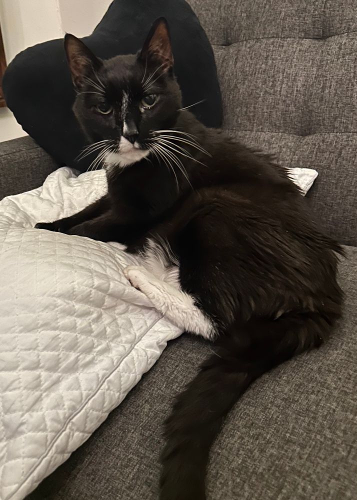 A black and white tuxedo cat on a white pillow with a black heart pillow behind him. He was just getting sick here. 
