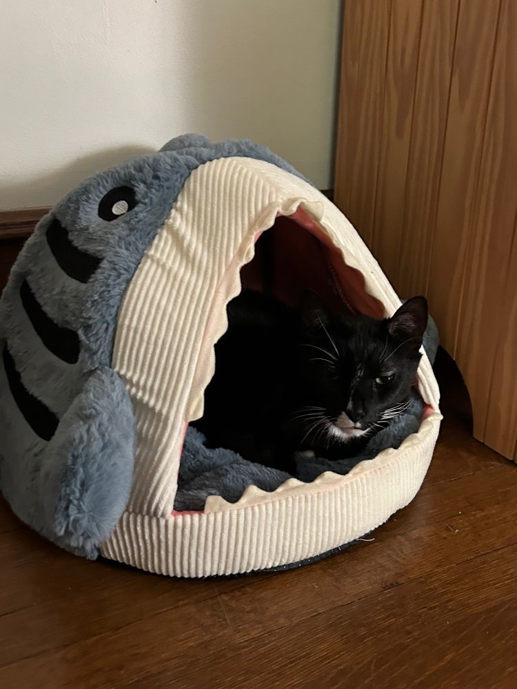 The same black and white tuxedo cat inside a cat bed that’s shaped like a shark