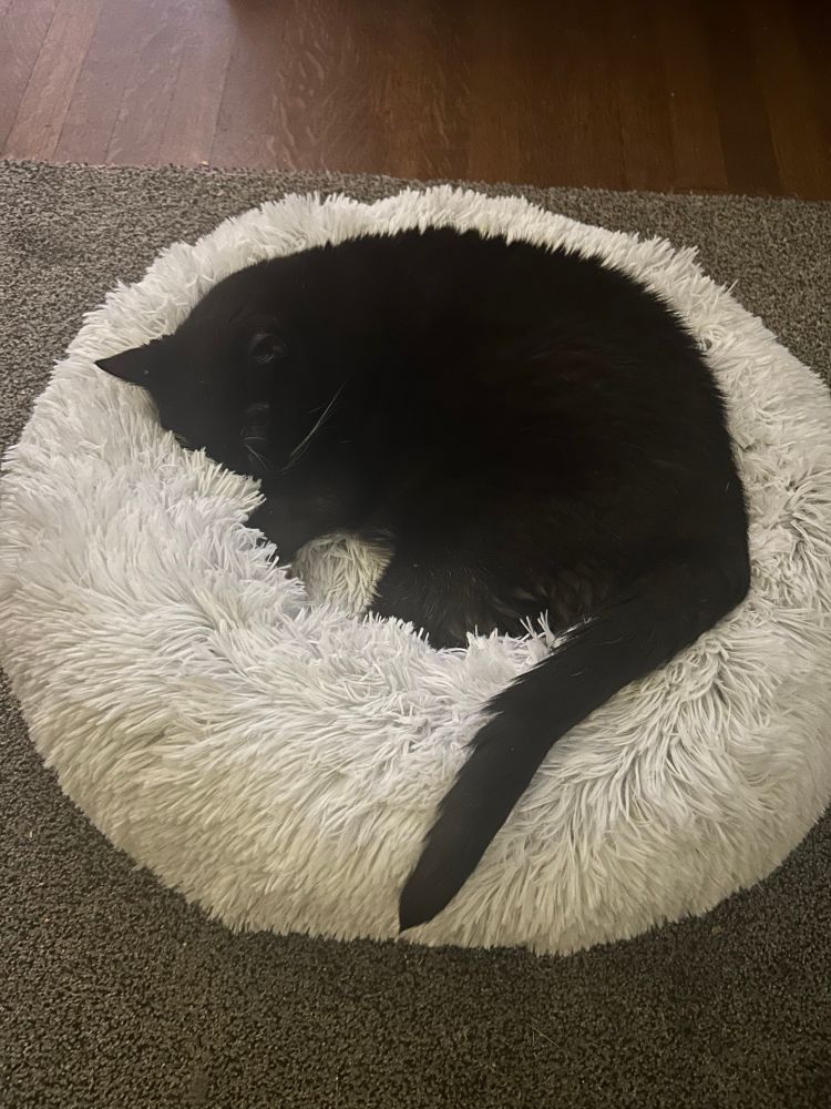 The same tuxedo cat, asleep in a fluffy white cat bed. Completely content and healthier. More towards the beginning of his dementia. 