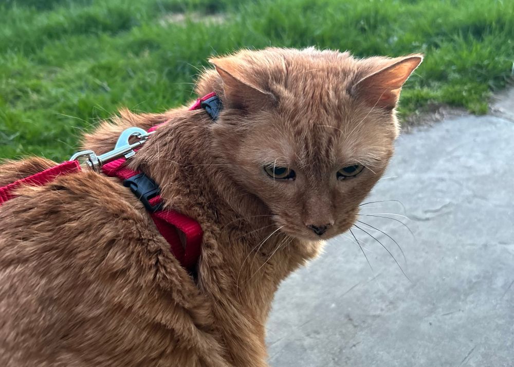 Banshee, the day before she was put to sleep