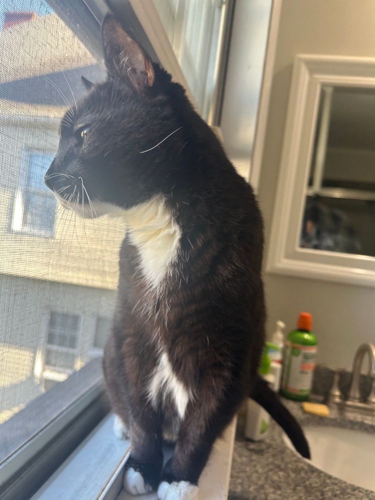 A tuxedo cat staring out an open window