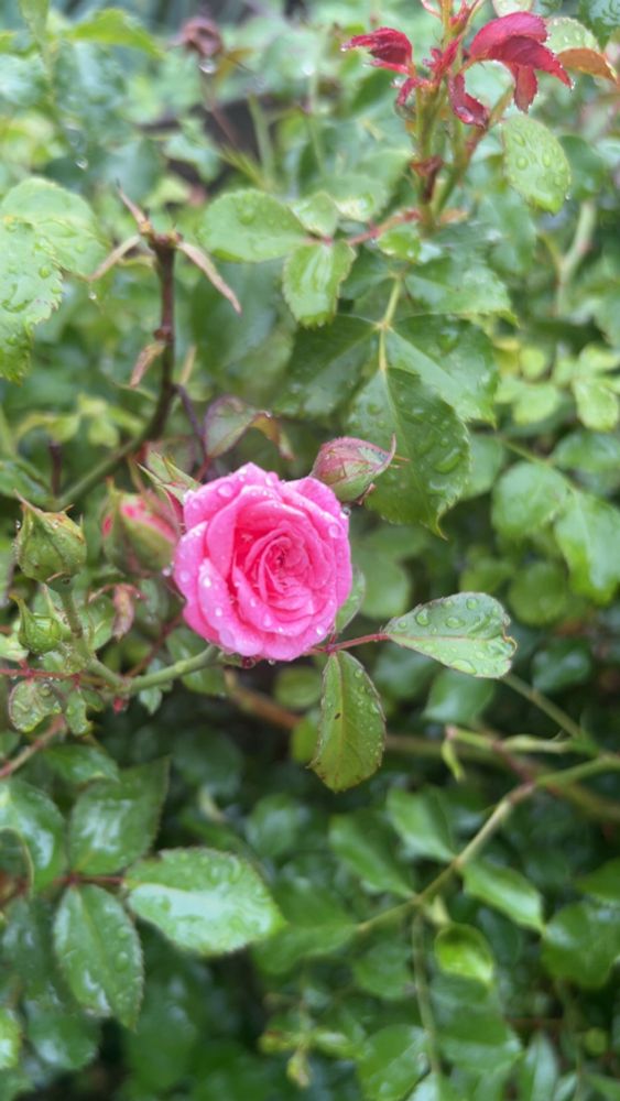 A pink rose with rain droplets sitting on it on a background of green leaves 
