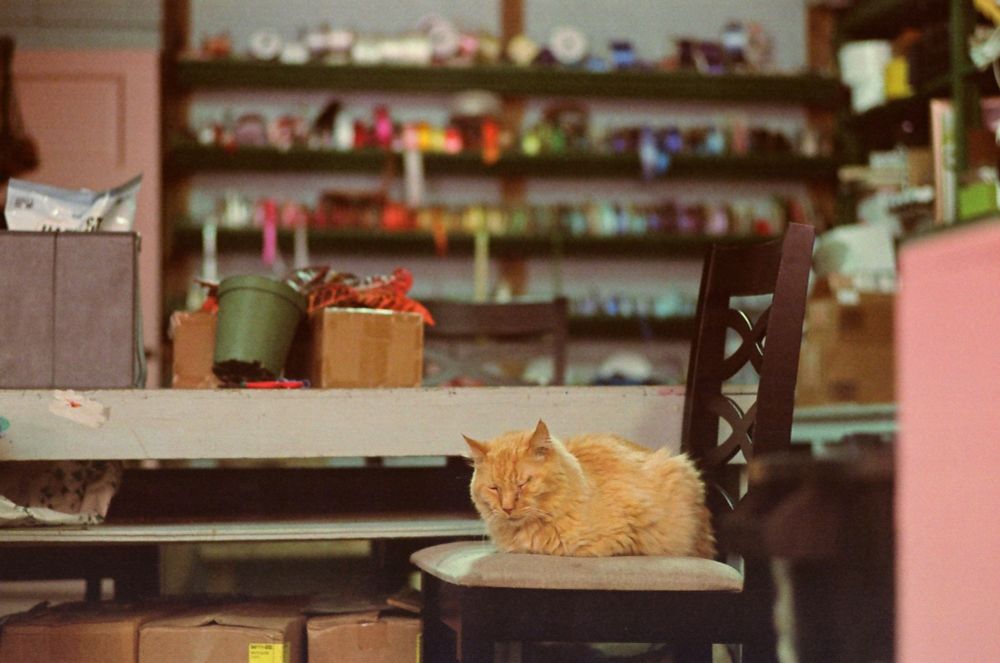 A 35mm film photograph of a cat inside a florist's shop. The cat is orange and a bit scruffy. The cat is sleeping peacefully on a cushioned chair in front of a counter. Behind the counter, just out of focus, are rolls and rolls of florist's ribbon. The ambient sunlight makes it easy to see all the boxes of equipment around the shop