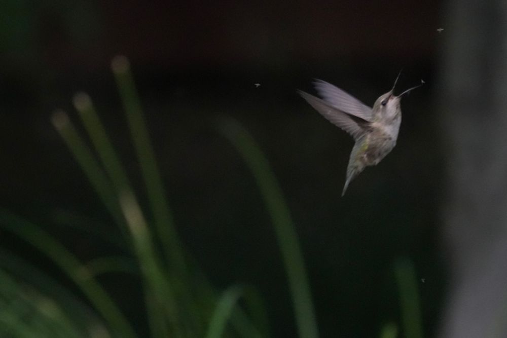 Anna's hummingbird with his mouth open about to swallow a gnat.