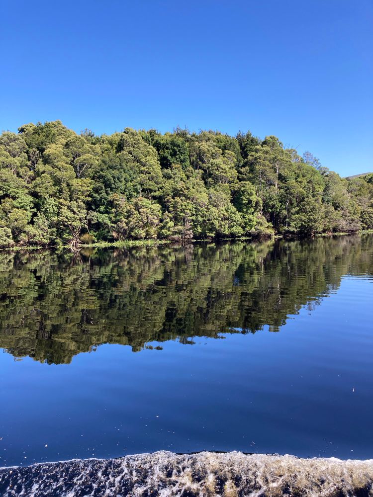 Bright blue sky then Myrtle rainforest with occasional eucalyptus. Then reflection and at bottom of image is wash from boat Arcadia II on Pieman River. 