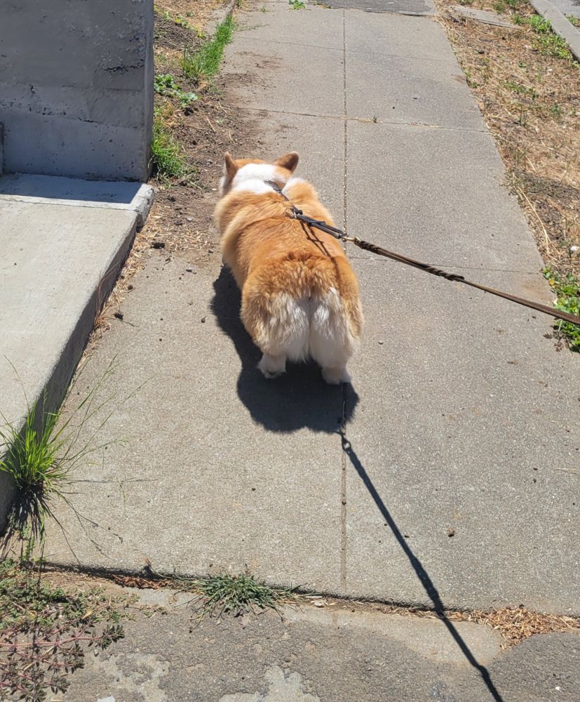 A red and white corgi seen from behind on a strip of sidewalk surrounded by brown grass. He's pulling at his leash to sniff the dirt in front of him. The fluff butt is glorious (and he got deshedded earlier this week)