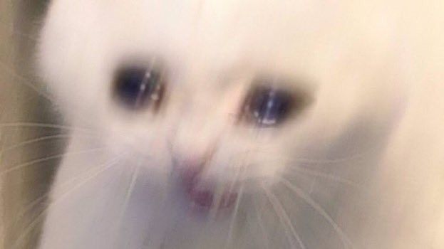 a white cat crying and blurry. they are STRESSED like I am about getting into creative journaling