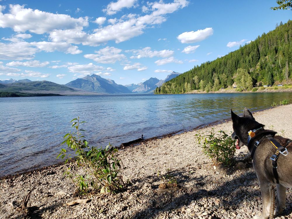 Looking out across Lake Mcdonald into Glacier National Park. Dog for scale in bottom right