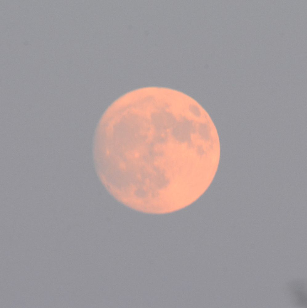 Tonight, the moon phase is Waxing Gibbous. It is more than 50% illuminated but not yet a full moon. The moon is currently 96% illuminated and is moving towards the full moon phase on August 9th.
#Moon
#NaturePhotography 
#Nature
#Photography