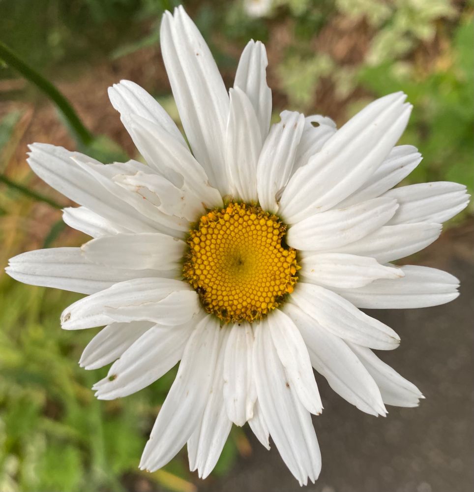 Big daisy