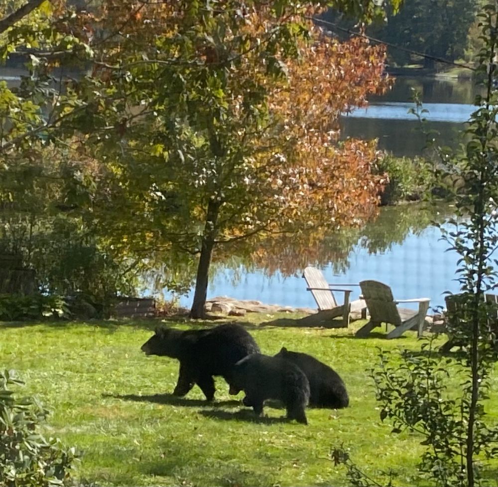Three black bears at the lake. One mom and two big cubs.