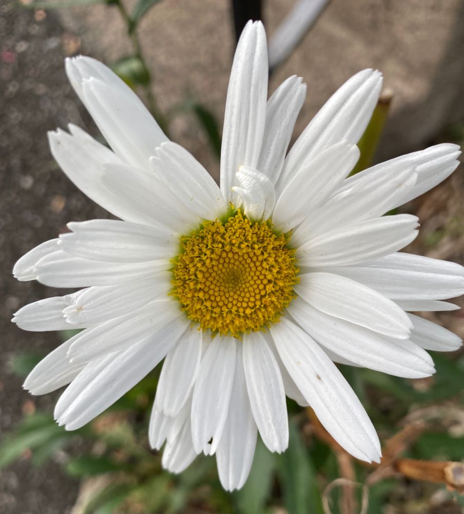 Daisy