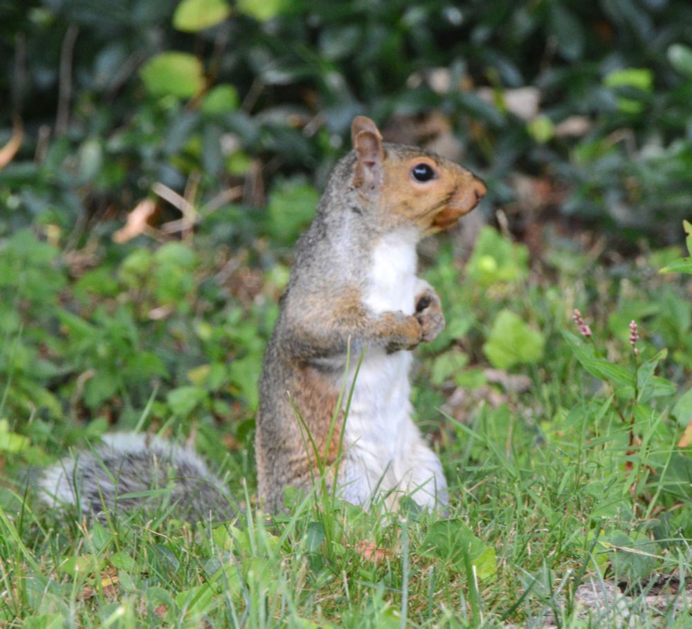 Squirrel standing tall