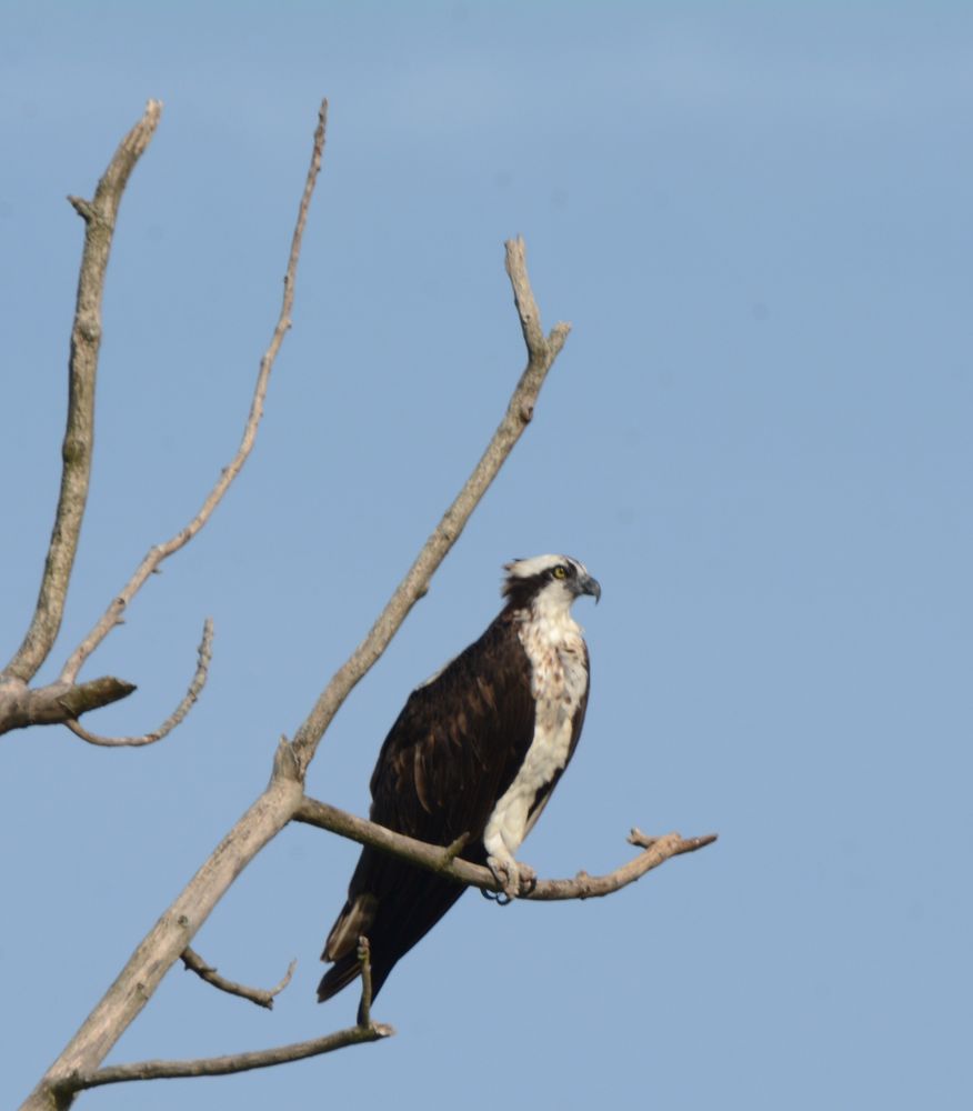 Osprey perched in a tree.