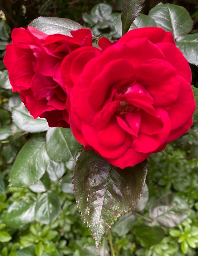 Red red roses