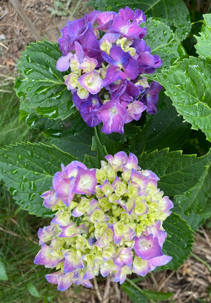 Hydrangea flowers