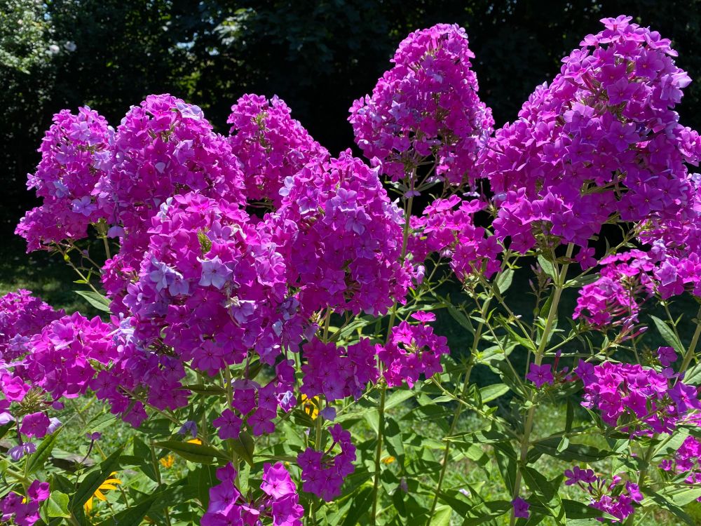 Beautiful pink phlox in my sister‘s garden.