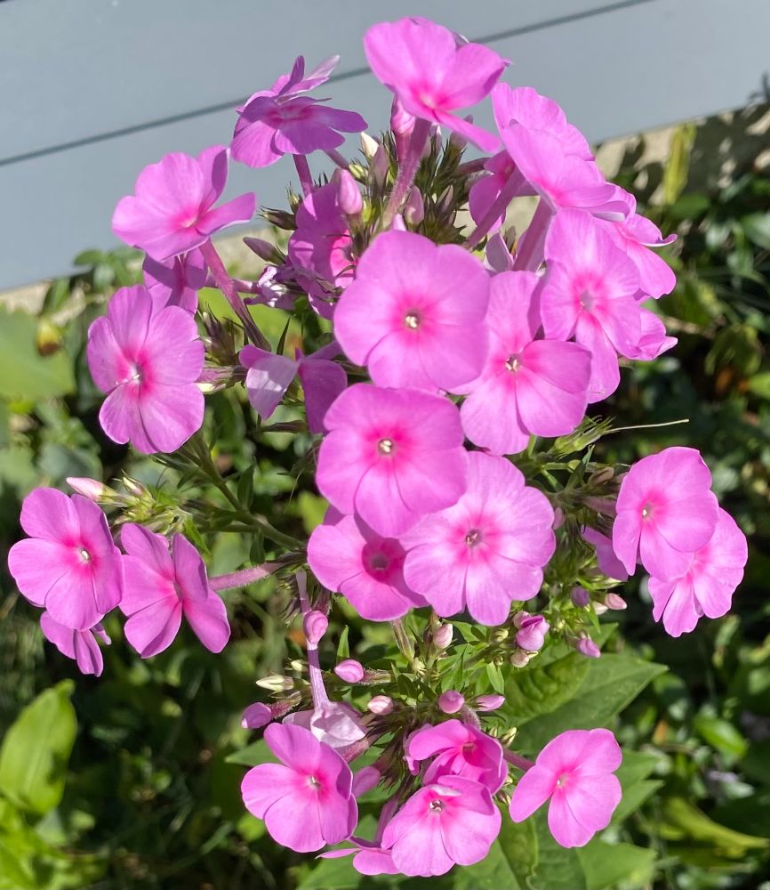 Pink phlox 