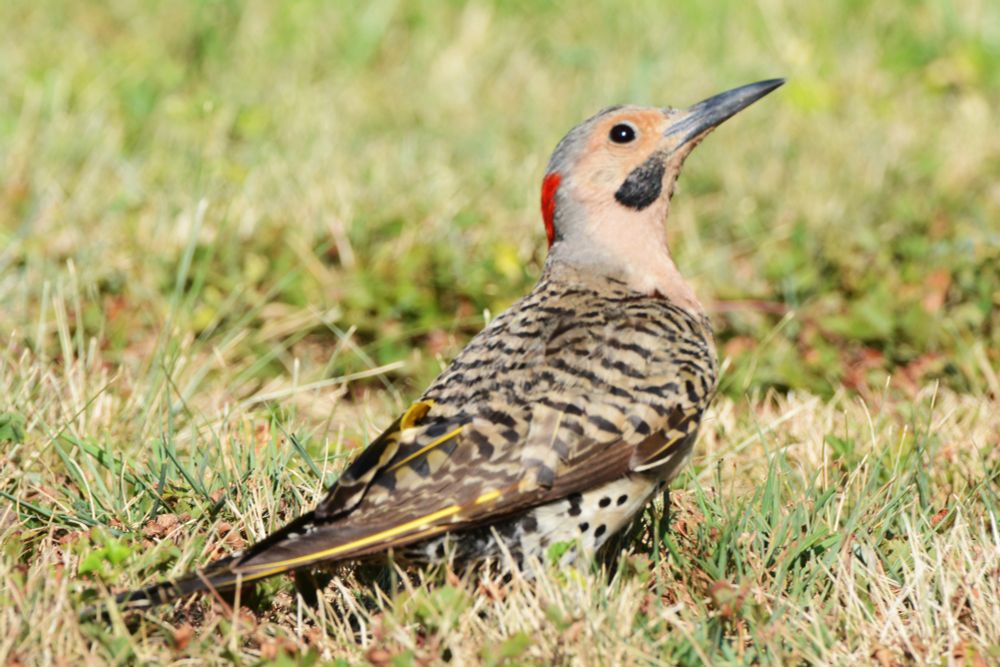 Male Northern Flicker