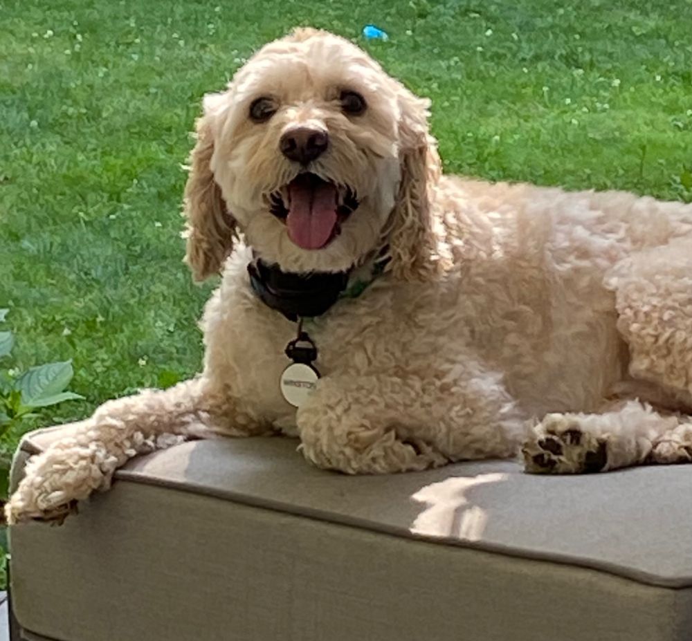 Cockerpoo