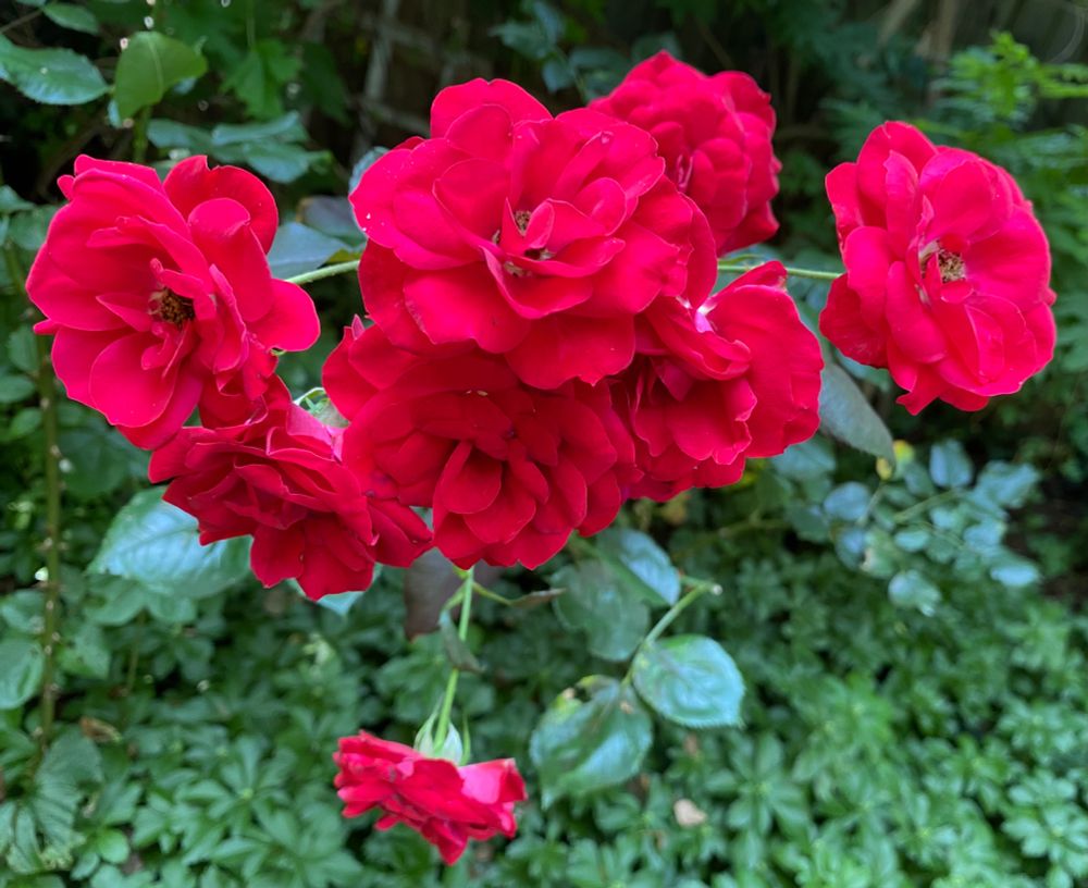 Bright red roses