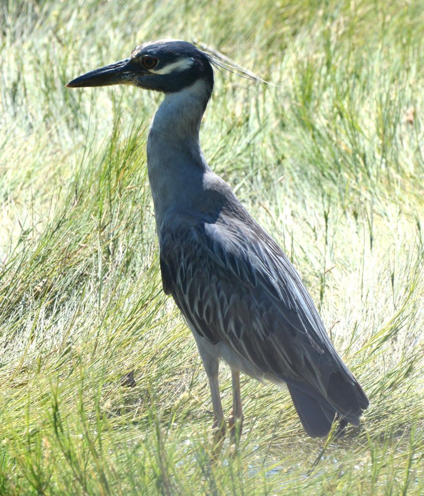 Yellow Crowned Night Heron