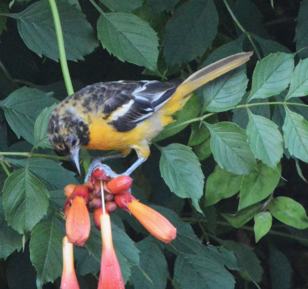 Female Baltimore Oriole on the trumpet vine