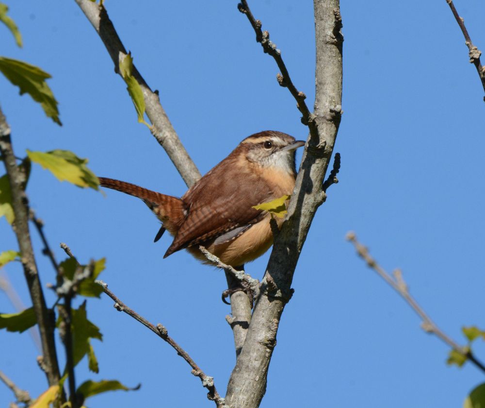 The Carolina Wren is sensitive to cold weather. The gradually increasing winter temperatures over the last century may have been responsible for the northward range expansion seen in the mid-1900s.