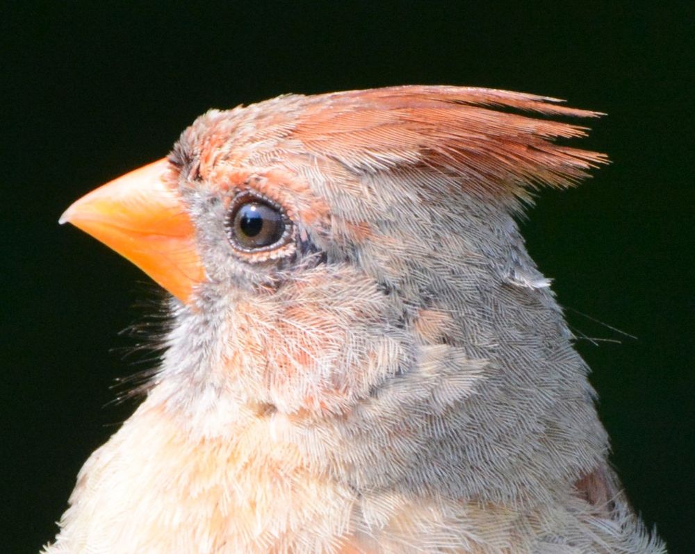 Female Northern Cardinal close up.