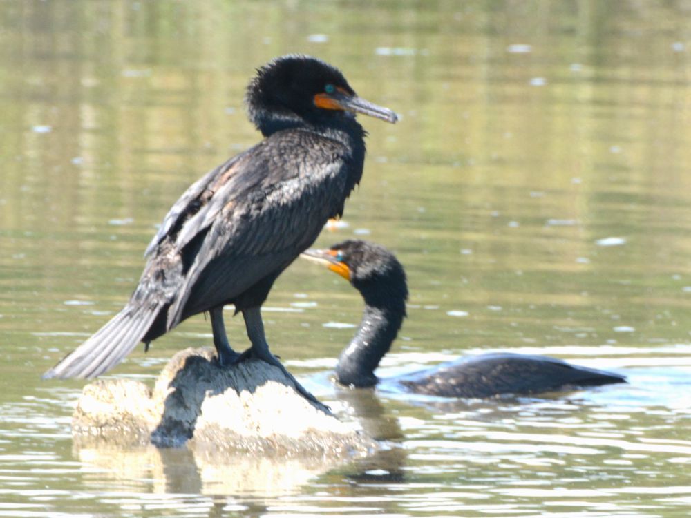 Two Cormorants