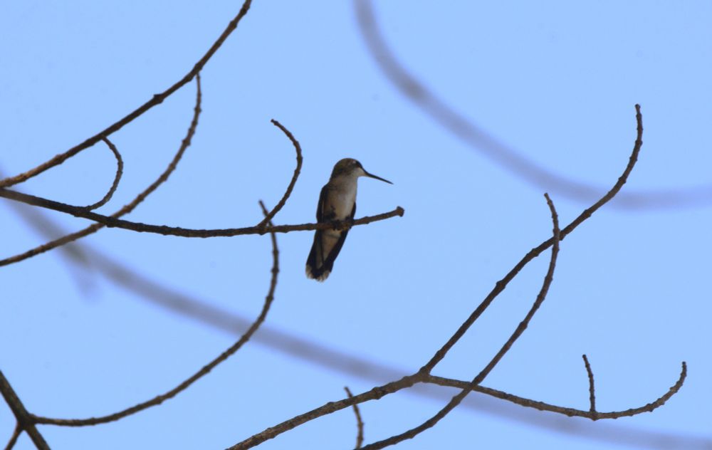 Baby Hummingbird resting on a dead branch.