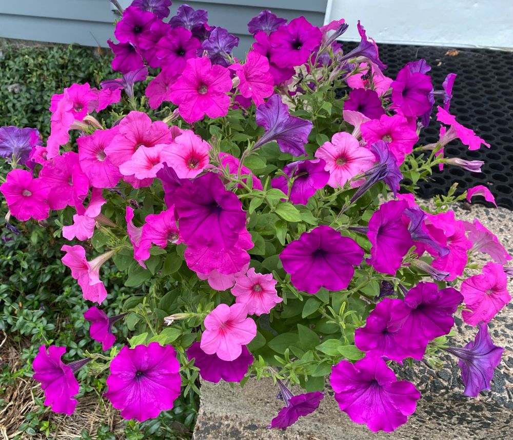 Pretty pink and purple Petunias.