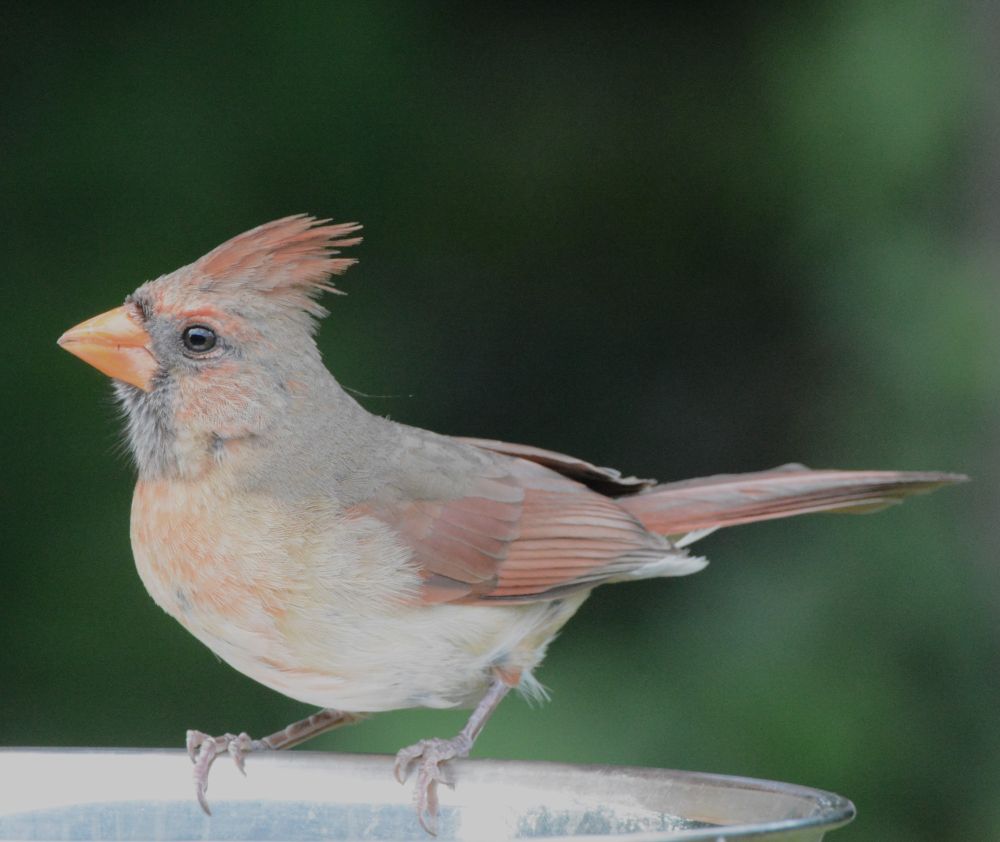Female Northern Cardinal