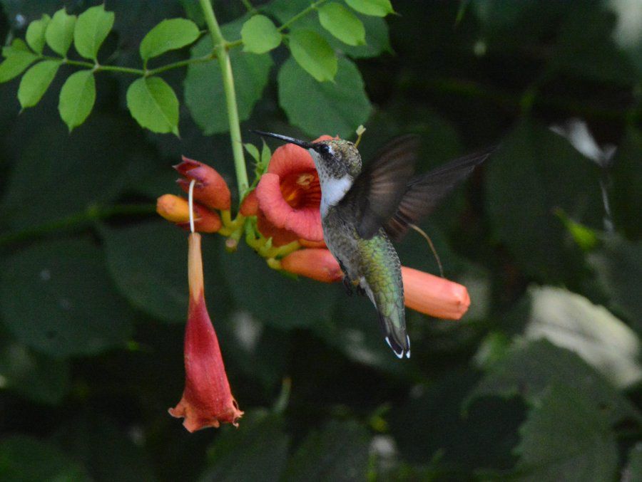 Hummingbird 