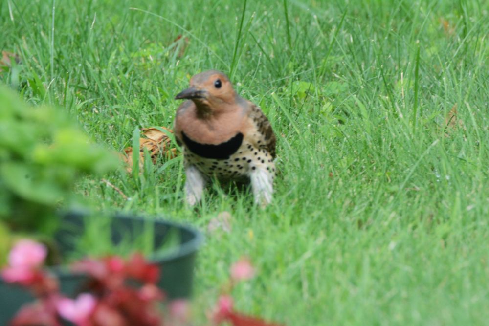 Northern Flicker